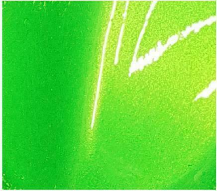 1 L CANDY LIME GREEN TRUE 3 STAGE TRANSLUCENT CANDY FREE REDUCER FOR SPRAY GUN
